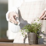 植物を育てる