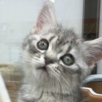 子猫